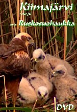 Kiimajärvi ruskosuohaukka
